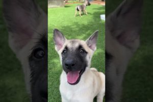 Cute puppies on a refreshing summer day 😍　#shorts #straydogs #dogrescue #cutedog  #dog #puppy